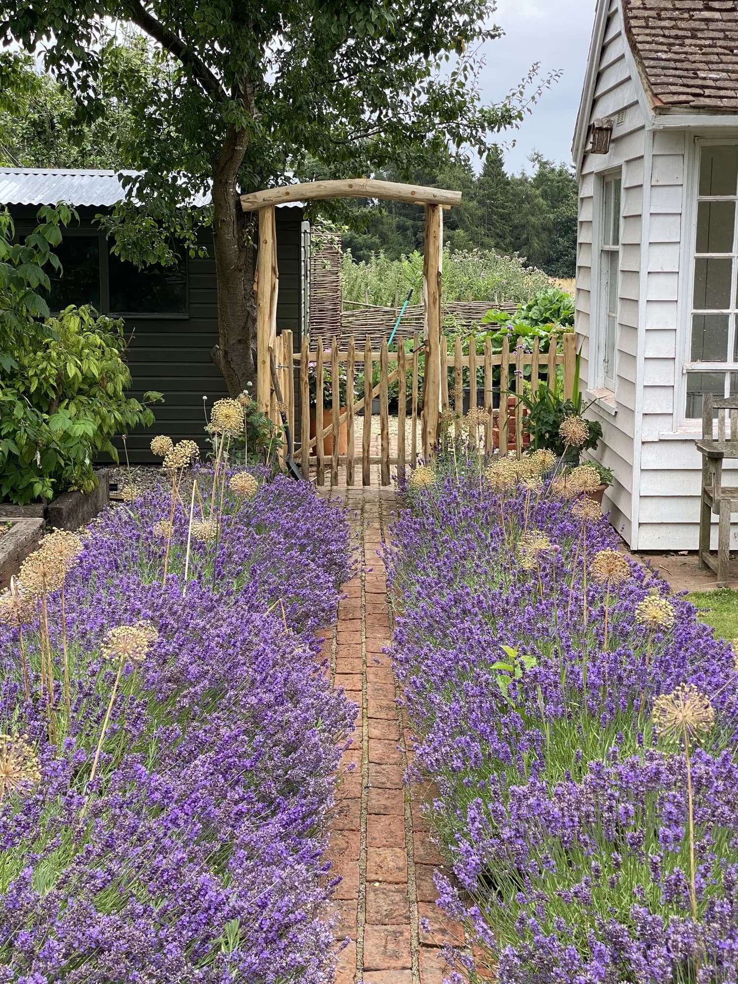 lavender garden path toward arch
