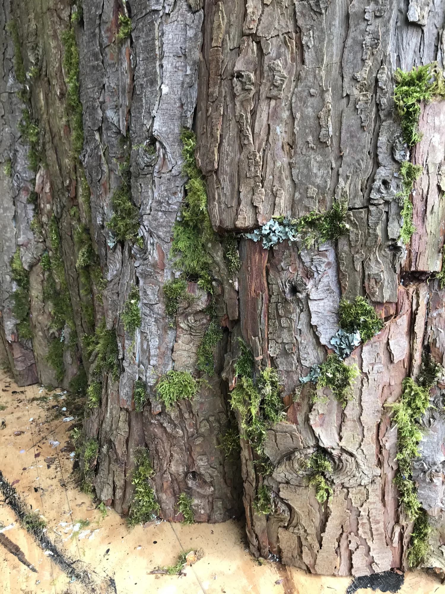 A trunk opened into boards on the Alaskan mill